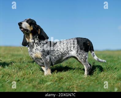 Basset Bleu de Gascogne ou Basset Bleu de Gascogne, une race française Banque D'Images