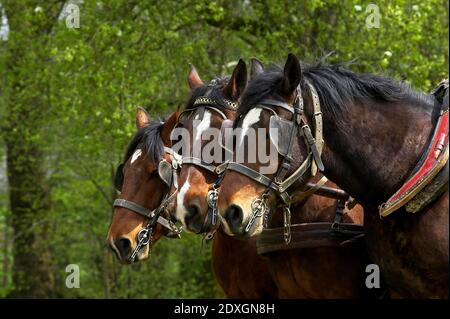 Harnaché Cob Normand Horse Banque D'Images