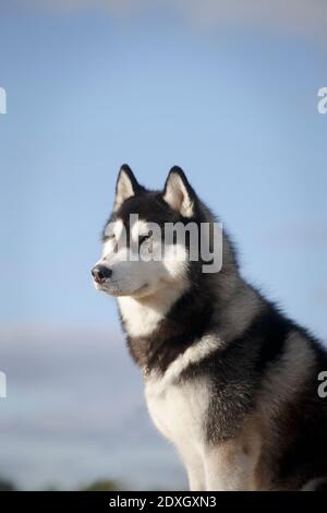 Portrait du chien gris et blanc de la Sibérie husky élevquez-vous dans un ciel d'été en plein air Banque D'Images