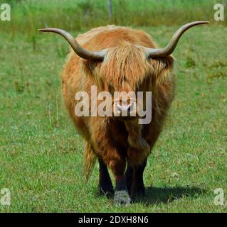 Highland Cow marchant vers caméra isolée dans le champ vert Banque D'Images