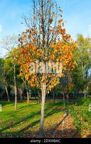 parc couvert d'herbe et de feuilles avec des arbres de différentes couleurs sur le ciel bleu Banque D'Images