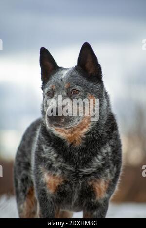 Portrait d'un gris avec rouge en gros points blancs Chien race Australian Healer sur un beige et bleu naturel arrière-plan Banque D'Images