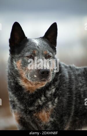 Portrait d'un gris avec rouge en gros points blancs Chien race Australian Healer sur un beige et bleu naturel arrière-plan Banque D'Images