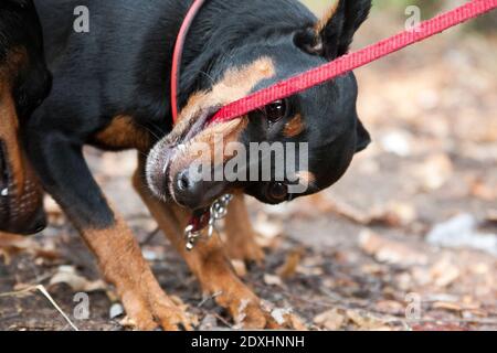 Un chien miniature noir et rouge brun pinscher grignote avec colère à sa laisse rouge Banque D'Images