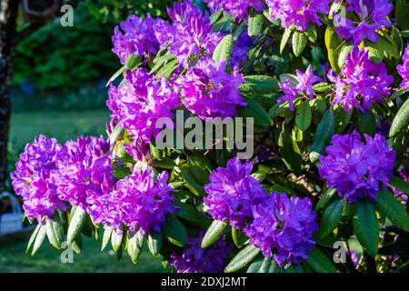 'Grandiflorum' Catawba Rhododendron, Catawba-rododendron (Rhododendron catawbiense) Banque D'Images