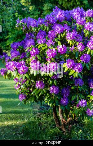 'Grandiflorum' Catawba Rhododendron, Catawba-rododendron (Rhododendron catawbiense) Banque D'Images