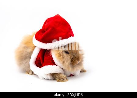 Joyeux Noel Et Joyeuses Fetes Lapin Portant La Robe De Santa Cross Sur Fond Blanc Photo Stock Alamy