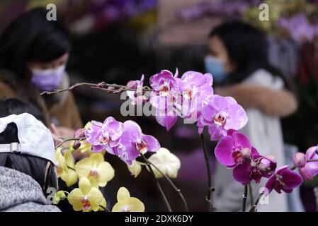 Hong Kong, Chine. 19 décembre 2020. Les gens cueillient des fleurs sur un marché aux fleurs à Hong Kong, dans le sud de la Chine, le 19 décembre 2020. Crédit : Wang Shen/Xinhua/Alay Live News Banque D'Images