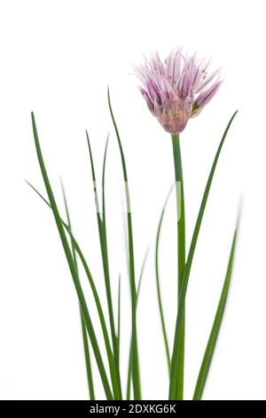 Ciboulette (Allium schoenoprasum) isolée sur fond blanc Banque D'Images