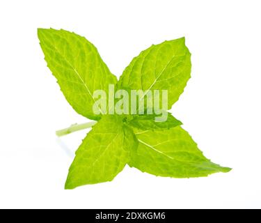 La menthe fraîche isolé sur fond blanc Banque D'Images