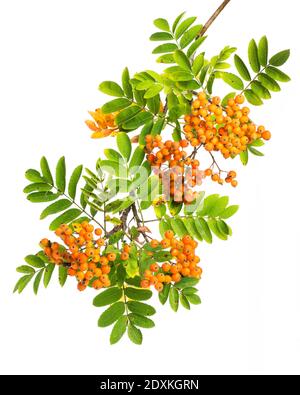 plantes curatives : cendres de montagne (sorbus aucuparia) - brindilles sur fond blanc Banque D'Images