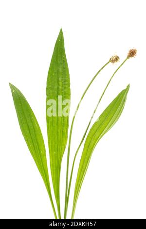 Plantes curatives: Ribwort Plantain (Plantago lanceolata) feuilles et fleurs sur blanc