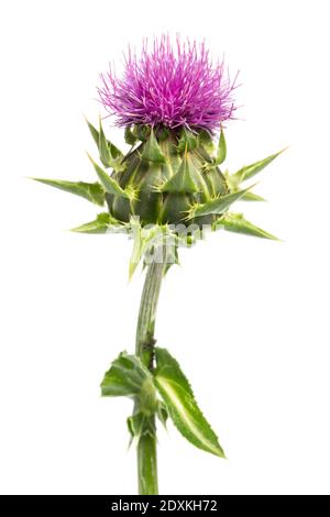 Plantes médicales: Chardon de lait (Silybum marianum) - gros plan Banque D'Images