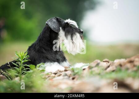 Chien de race schnauzer miniature, avec profil sur pierres sèches extérieur avec arrière-plan flou en été près des buissons Banque D'Images