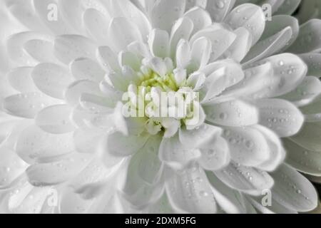 Le fond de la fleur de chrysanthème avec des gouttelettes d'eau se rapproche. Banque D'Images