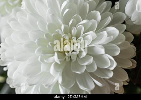 Arrière-plan de la fleur de chrysanthème gros plan. Ressort Banque D'Images