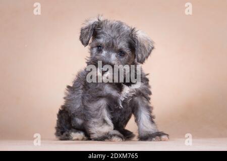 Petit, poivre de couleur et sel, un chiot de la race miniature schnauzer est assis sur un fond beige, à l'intérieur, dans le studio Banque D'Images