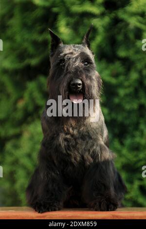 schnauzer miniature race de chien noir se trouve sur un banc l'été dans le cottage à l'extérieur avec la toile de fond de verdure Banque D'Images
