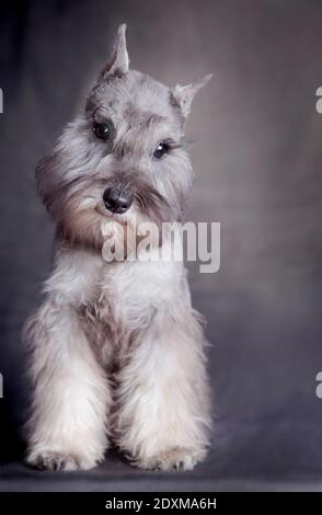 Puppy miniature schnauzer couleur « poivre et sel », assis sur un fond gris à l'intérieur du studio Banque D'Images