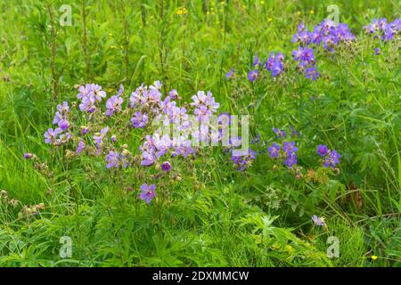 Arbustes fleuris de géranium de prairie, géranium pratense, Sibérie occidentale, Kuzbass Banque D'Images