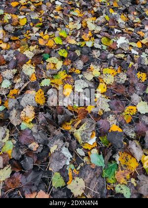 Texture des feuilles d'automne sur le sol tombé de l'arbre, de différentes nuances, jaune, orange, noir, vert Banque D'Images