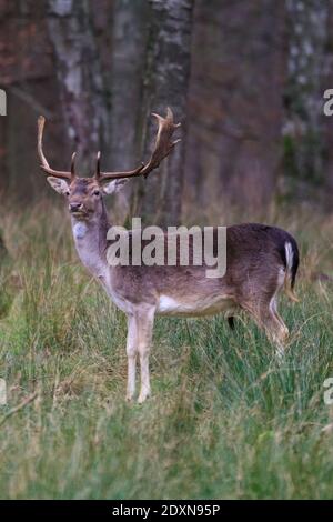 Le cerf de Virginie (dama dama) mâle (Bucks) se tient dans l'herbe et les bois, en Allemagne Banque D'Images