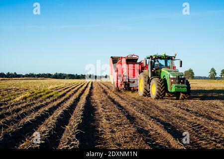 Le tracteur récolte des pommes de terre dans le champ. Image de l'industrie agricole Banque D'Images