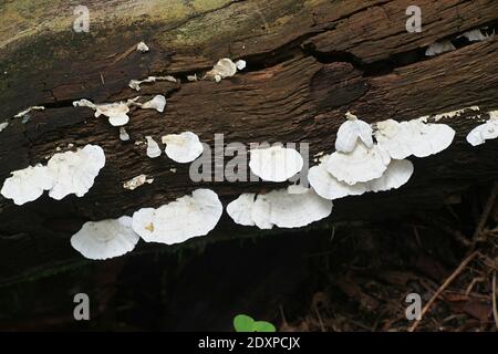 Trametes velutina, également appelé Trametes pubescens var. Velutina, un champignon de la Finlande sans nom anglais commun Banque D'Images