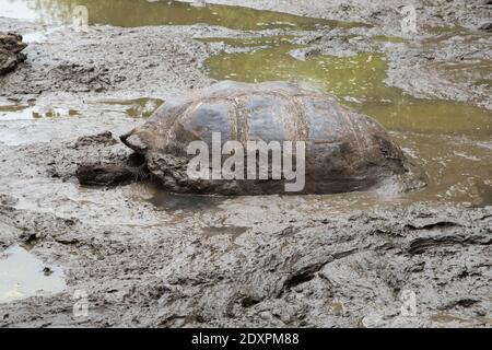 La tortue Galápagos se baignant dans une piscine de la réserve El Chato de Santa Cruz aux îles Galapagos. Banque D'Images