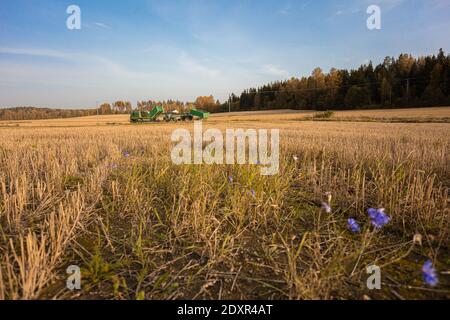 Sur le champ moissonné grain, millet, seigle, dans la distance un tracteur. Jour d'automne ensoleillé. Photo de haute qualité Banque D'Images