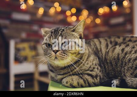 Belle bicolore rayures chat avec les yeux jaunes Scottish Fold Banque D'Images