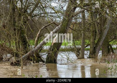 Ware, Angleterre. 24 décembre 2020 en photo : les champs du domaine de Youngsbury à Thundridge, près de Ware, sont inondés alors que la Rib brise ses berges après une forte pluie pendant la nuit. Crédit : Rich Dyson/Alay Live News Banque D'Images