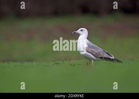 Second hybride d'hiver Goéland argenté (Larus argentatus)/petit Goéland à dos noir (Larus fuscus) Norwich Banque D'Images