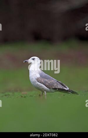 Second hybride d'hiver Goéland argenté (Larus argentatus)/petit Goéland à dos noir (Larus fuscus) Norwich Banque D'Images