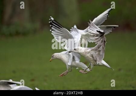 Second hybride d'hiver Goéland argenté (Larus argentatus)/petit Goéland à dos noir (Larus fuscus) Norwich Banque D'Images