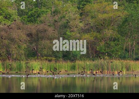 Beau groupe de canard siffleur mineur sur la vie de lac et environnement de forêt tropicale nature arrière-plan Banque D'Images