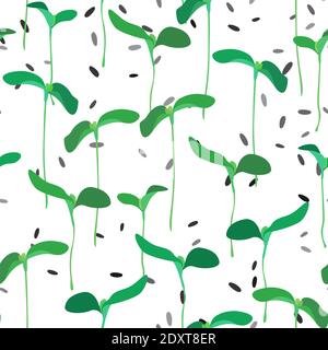 Motif sans couture microgreen. Jeunes feuilles plantules, graines isolées sur blanc. Pousses brutes, micro-verts, concept de saine alimentation. Feuillage nature plante f Illustration de Vecteur