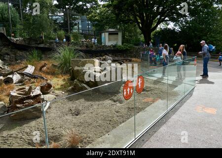 Meerkats / Suricate enclos dans RZSS Edinburgh Zoo, Écosse, Royaume-Uni Banque D'Images