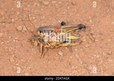 Brubber des plaines accouplement mâle et femelle de Grasshopper, Brachystola magna, Acrididae. Banque D'Images