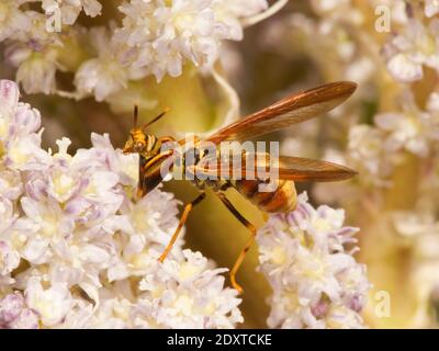 Guêpe Mantidfly, Climaciella brunnea, Mantispidae. Sur les fleurs de Beargrass du Texas, Nolina texana, Nolinoideae. Banque D'Images