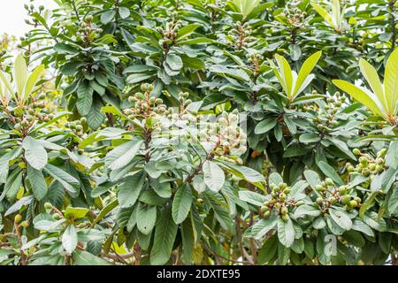 Fruits de loquat verts poussant sur l'arbre. Aussi appelé le Medlar japonais, une espèce de fruit de plante à fleurs dans la famille des Rosacées, un natif de la plus froide hi Banque D'Images