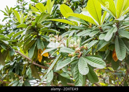 Fruits de loquat verts poussant sur l'arbre. Aussi appelé le Medlar japonais, une espèce de fruit de plante à fleurs dans la famille des Rosacées, un natif de la plus froide hi Banque D'Images