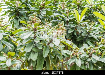 Fruits de loquat verts poussant sur l'arbre. Aussi appelé le Medlar japonais, une espèce de fruit de plante à fleurs dans la famille des Rosacées, un natif de la plus froide hi Banque D'Images