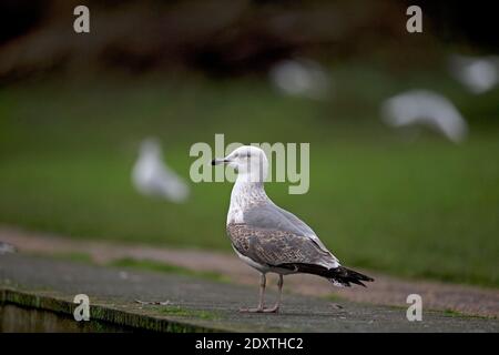 Second hybride d'hiver Goéland argenté (Larus argentatus)/petit Goéland à dos noir (Larus fuscus) Norwich Banque D'Images