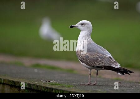 Second hybride d'hiver Goéland argenté (Larus argentatus)/petit Goéland à dos noir (Larus fuscus) Norwich Banque D'Images