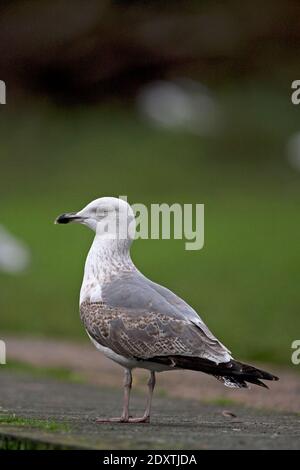 Second hybride d'hiver Goéland argenté (Larus argentatus)/petit Goéland à dos noir (Larus fuscus) Norwich Banque D'Images