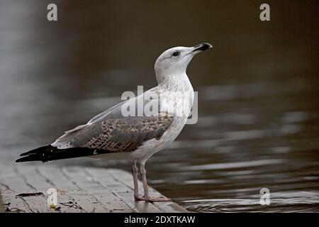 Second hybride d'hiver Goéland argenté (Larus argentatus)/petit Goéland à dos noir (Larus fuscus) Norwich Banque D'Images