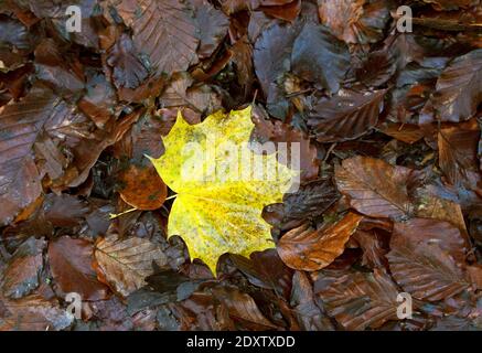 Une feuille Acer solitaire atterrit sur un tapis de litière de feuilles de hêtre. Une touche de jaune ajoute de la couleur au sol des bois au début de l'hiver Banque D'Images