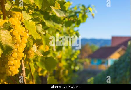 Vignobles le long de la route des vins de Styrie du Sud, une région charmante à la frontière entre l'Autriche et la Slovénie avec des collines verdoyantes, des vignobles, pittoresque Banque D'Images