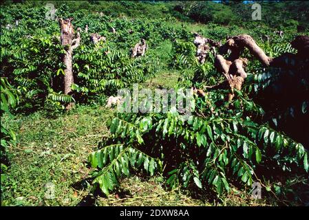 Ylang-Ylang Plantation ou culture de Cananga odorata ou Canaga, ou Canaga parfumé, Macassar-Oil Plant ou parfum Tree Nosy Be Madagascar Banque D'Images